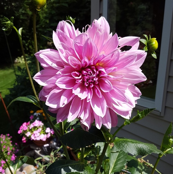 Meet your Posher, AM - Picture 3 of 3